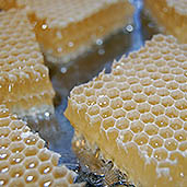 Fresh honeycombs taste like heaven
