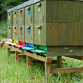 Nuclei hives on their new site