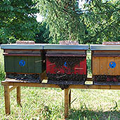 Demonstration apiary