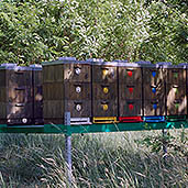 Mobile hives on acacia pasture